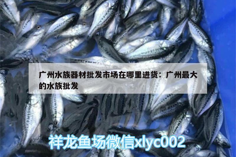 廣州水族器材批發(fā)市場在哪里進貨:廣州最大的水族批發(fā) 三間鼠魚苗