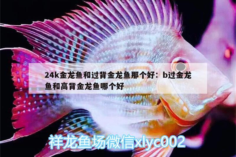 24k金龍魚和過背金龍魚那個(gè)好:b過金龍魚和高背金龍魚哪個(gè)好 高背金龍魚