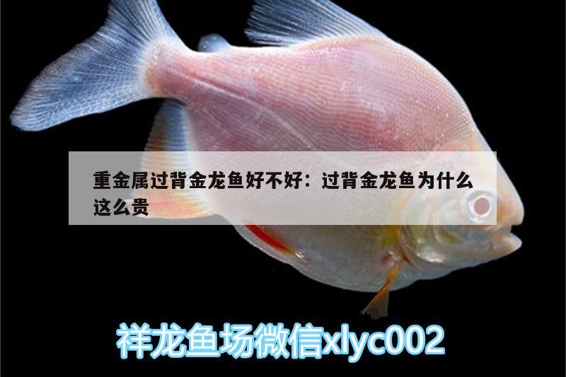 重金屬過背金龍魚好不好:過背金龍魚為什么這么貴