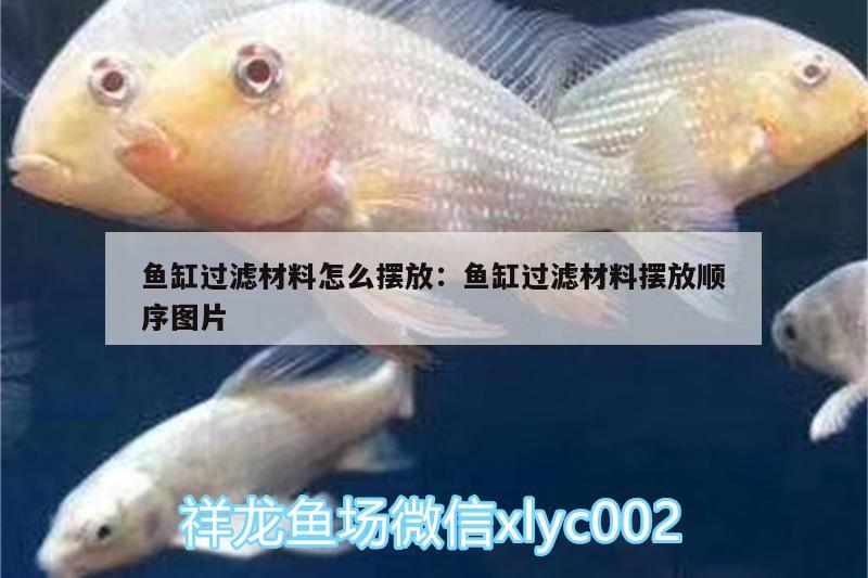 魚(yú)缸過(guò)濾材料怎么擺放:魚(yú)缸過(guò)濾材料擺放順序圖片 狗頭魚(yú)