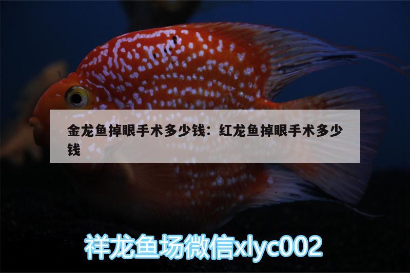 金龍魚(yú)掉眼手術(shù)多少錢:紅龍魚(yú)掉眼手術(shù)多少錢 黑桃A魚(yú)