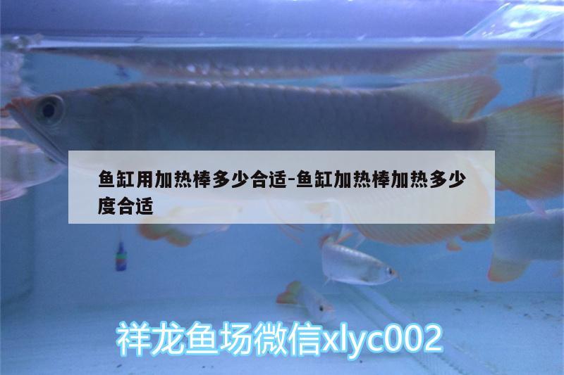 魚缸用加熱棒多少合適:魚缸加熱棒加熱多少度合適 委內(nèi)瑞拉奧里諾三間魚苗