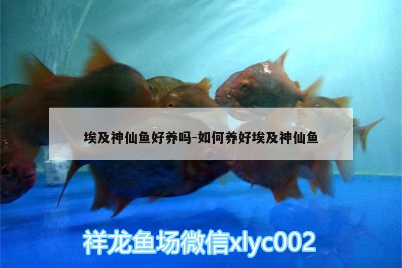 埃及神仙魚好養(yǎng)嗎:如何養(yǎng)好埃及神仙魚