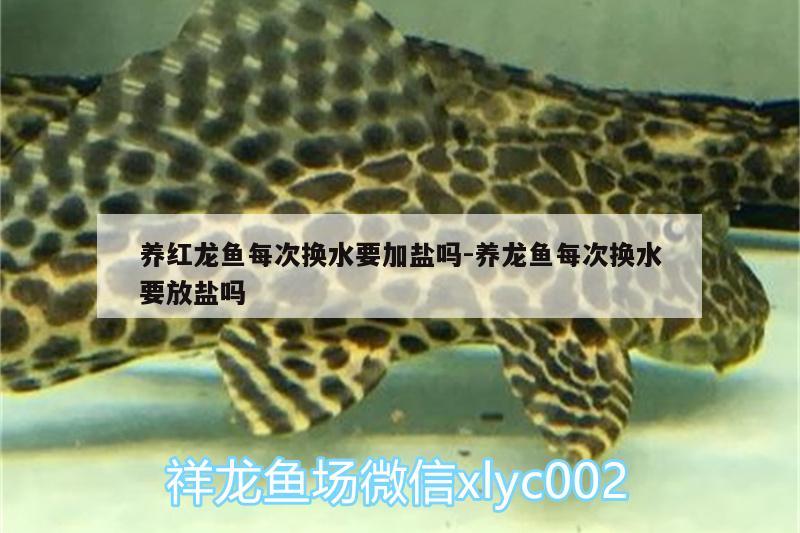 養(yǎng)紅龍魚每次換水要加鹽嗎:養(yǎng)龍魚每次換水要放鹽嗎 生態(tài)瓶/創(chuàng)意缸/桌面微景缸