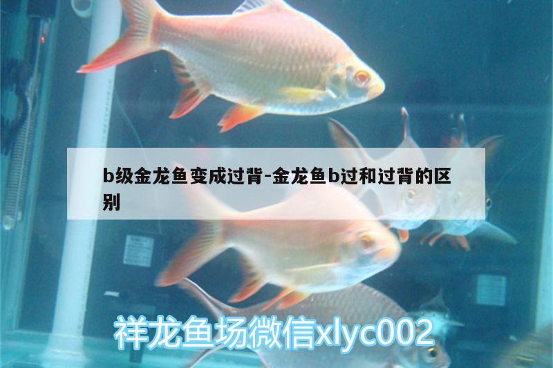 b級(jí)金龍魚變成過背:金龍魚b過和過背的區(qū)別 斯維尼關(guān)刀魚