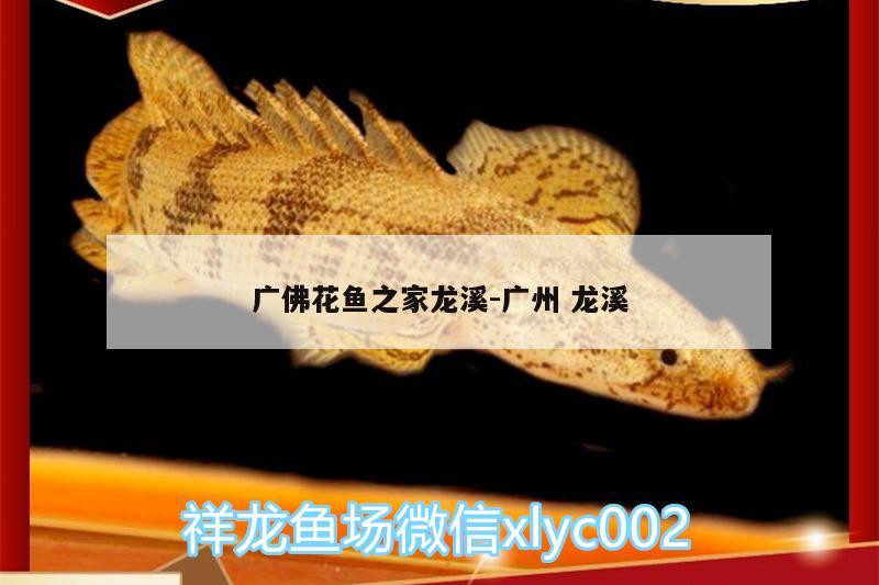 廣佛花魚之家龍溪:廣州龍溪 白子黃化銀龍魚 第1張