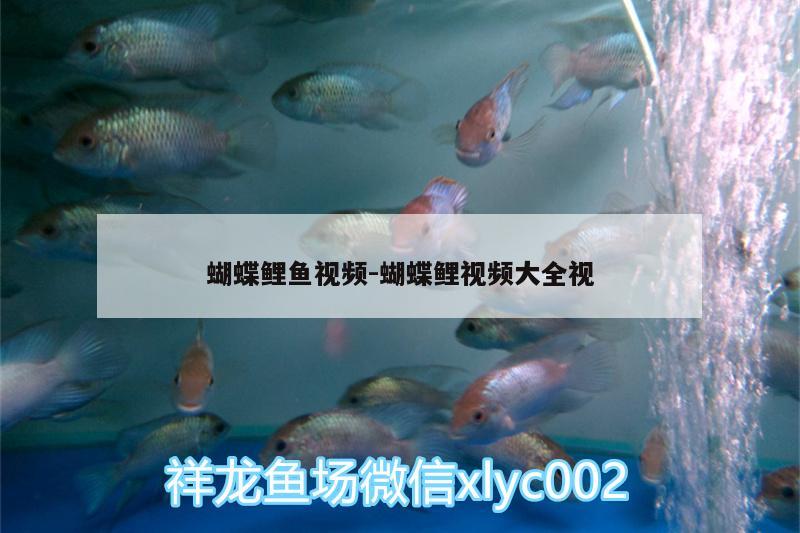 蝴蝶鯉魚視頻:蝴蝶鯉視頻大全視 蝴蝶鯉