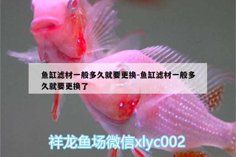 魚缸濾材一般多久就要更換:魚缸濾材一般多久就要更換了 帝王三間魚