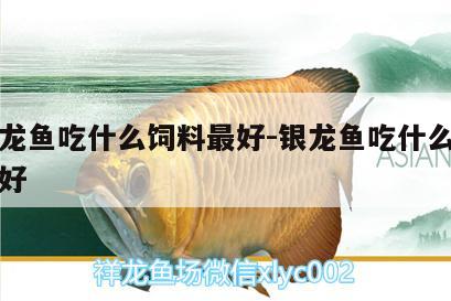 大銀龍魚(yú)吃什么飼料最好:銀龍魚(yú)吃什么飼料比較好 銀龍魚(yú)百科