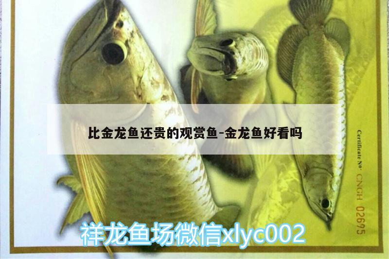 比金龍魚還貴的觀賞魚:金龍魚好看嗎