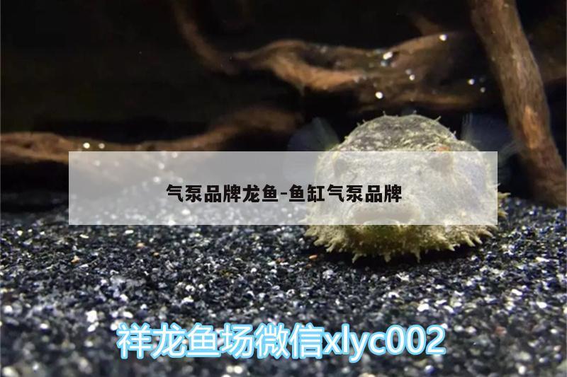 氣泵品牌龍魚:魚缸氣泵品牌