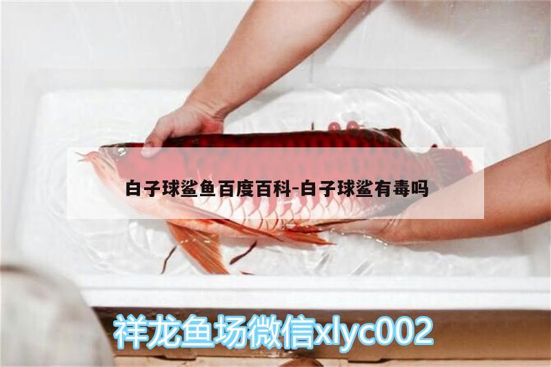 白子球鯊魚(yú)百度百科:白子球鯊有毒嗎 白子球鯊魚(yú)