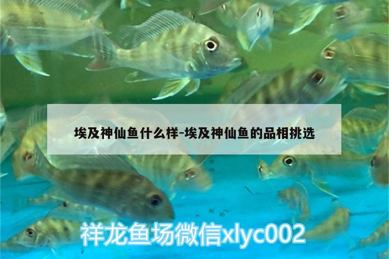 埃及神仙魚什么樣:埃及神仙魚的品相挑選 埃及神仙魚 第2張