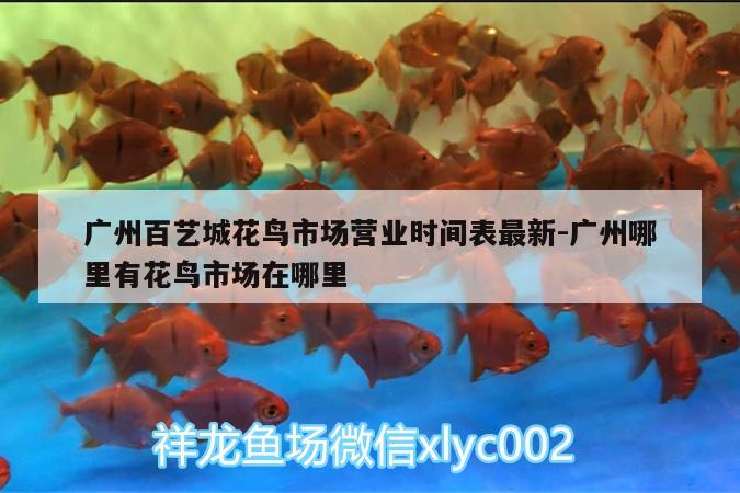 廣州百藝城花鳥市場營業(yè)時間表最新:廣州哪里有花鳥市場在哪里