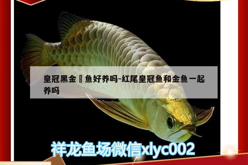 皇冠黑金魟魚好養(yǎng)嗎:紅尾皇冠魚和金魚一起養(yǎng)嗎