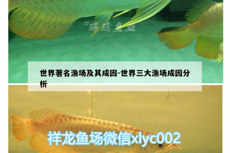 世界著名漁場(chǎng)及其成因:世界三大漁場(chǎng)成因分析 黃鰭鯧魚