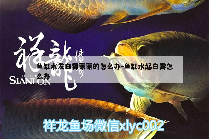 魚缸水發(fā)白霧蒙蒙的怎么辦:魚缸水起白霧怎么辦 魚缸等水族設(shè)備