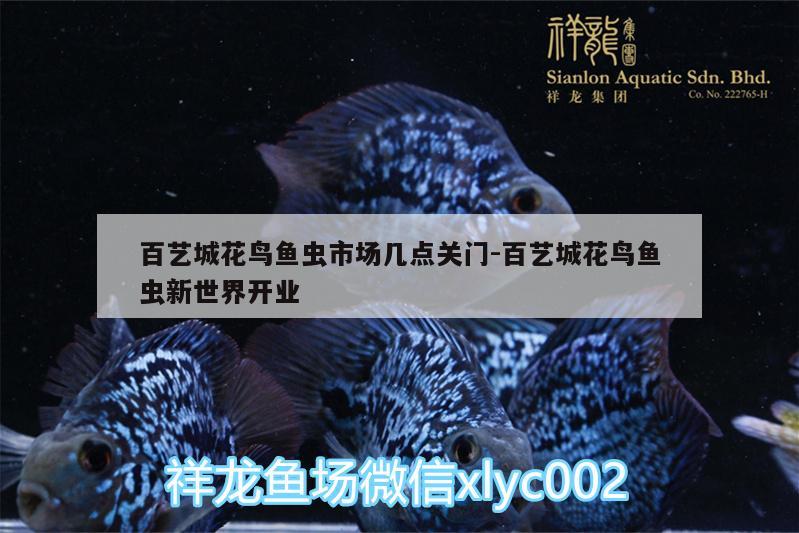 百藝城花鳥魚蟲市場幾點關門:百藝城花鳥魚蟲新世界開業(yè)