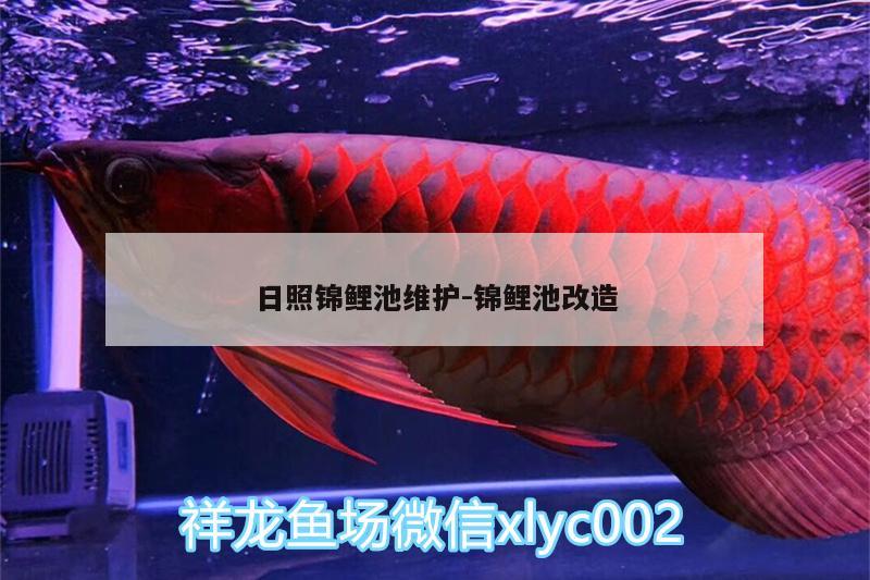 日照錦鯉池維護:錦鯉池改造 其他益生菌