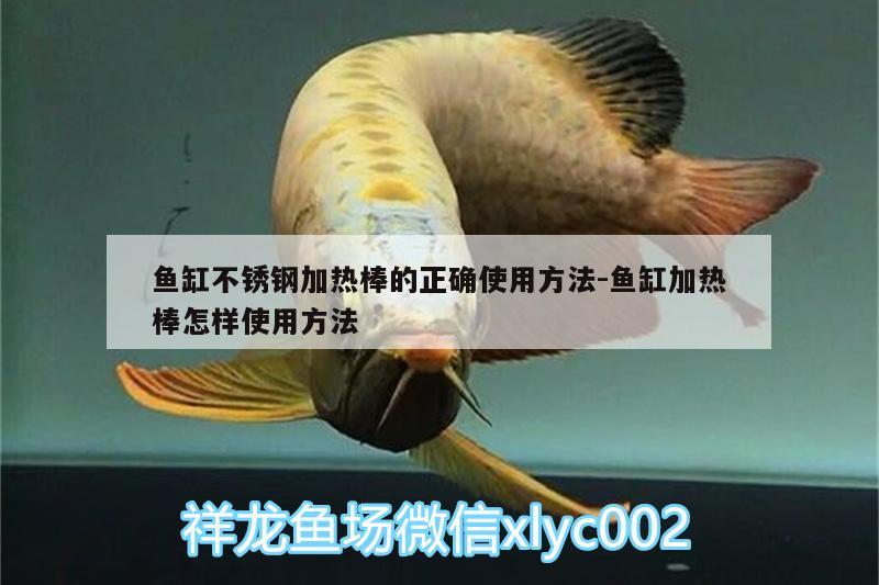 魚缸不銹鋼加熱棒的正確使用方法:魚缸加熱棒怎樣使用方法 祥龍超血紅龍魚