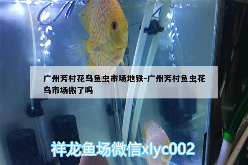 廣州芳村花鳥魚蟲市場地鐵:廣州芳村魚蟲花鳥市場搬了嗎 白條過背金龍魚