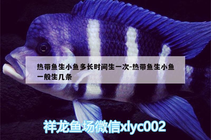 熱帶魚生小魚多長時間生一次:熱帶魚生小魚一般生幾條 祥龍魚場