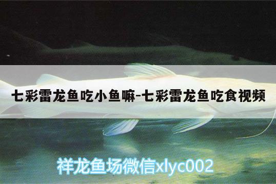 七彩雷龍魚(yú)吃小魚(yú)嘛:七彩雷龍魚(yú)吃食視頻 巴西亞魚(yú)苗