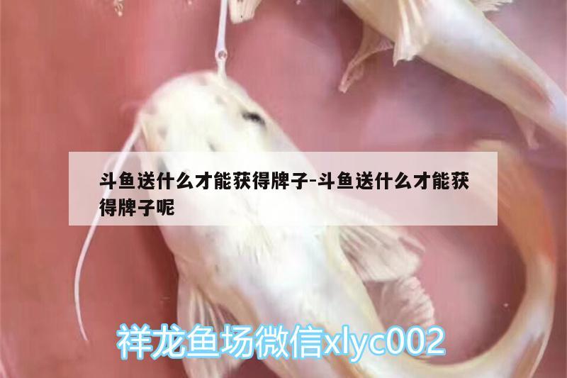 斗魚送什么才能獲得牌子:斗魚送什么才能獲得牌子呢