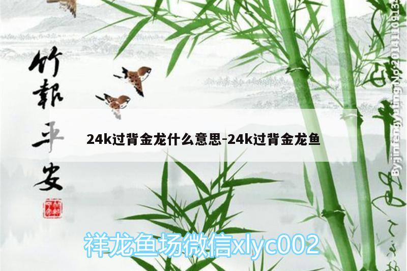 24k過背金龍什么意思:24k過背金龍魚