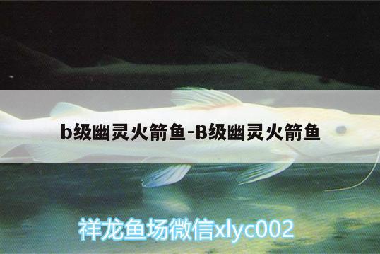 b級幽靈火箭魚:B級幽靈火箭魚 朱巴利魚苗