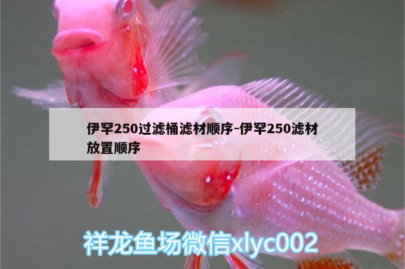 伊罕250過濾桶濾材順序:伊罕250濾材放置順序 伊罕水族 第2張