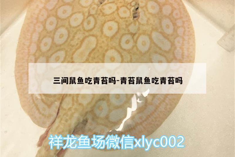 三間鼠魚吃青苔嗎:青苔鼠魚吃青苔嗎