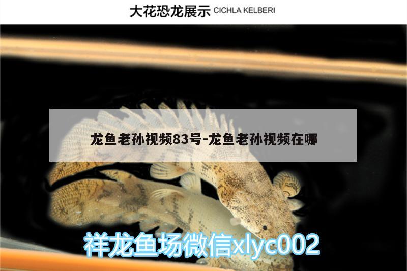 龍魚老孫視頻83號:龍魚老孫視頻在哪