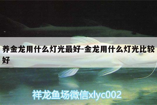 養(yǎng)金龍用什么燈光最好:金龍用什么燈光比較好 祥龍魚場