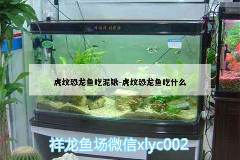 虎紋恐龍魚吃泥鰍:虎紋恐龍魚吃什么 魚缸凈水劑