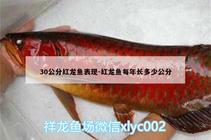 30公分紅龍魚(yú)表現(xiàn):紅龍魚(yú)每年長(zhǎng)多少公分