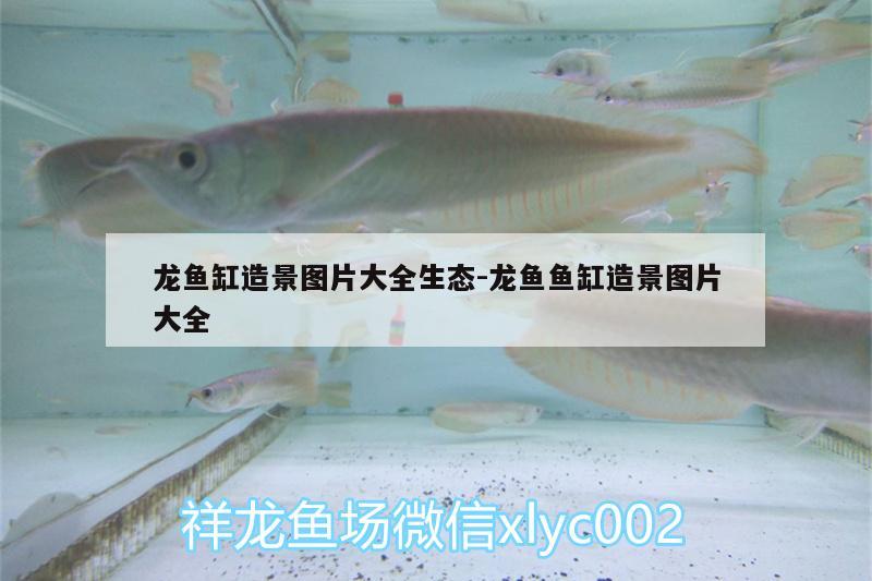 龍魚(yú)缸造景圖片大全生態(tài):龍魚(yú)魚(yú)缸造景圖片大全 高背金龍魚(yú)