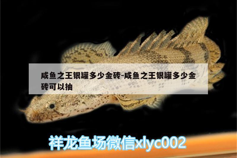 咸魚之王銀罐多少金磚:咸魚之王銀罐多少金磚可以抽 狗頭魚