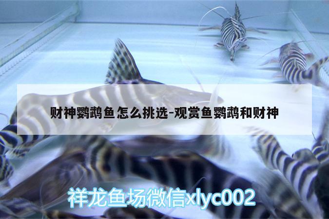 財(cái)神鸚鵡魚怎么挑選:觀賞魚鸚鵡和財(cái)神 鸚鵡魚