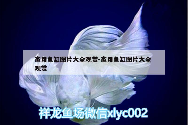 家用魚缸圖片大全觀賞:家用魚缸圖片大全觀賞 朱巴利魚