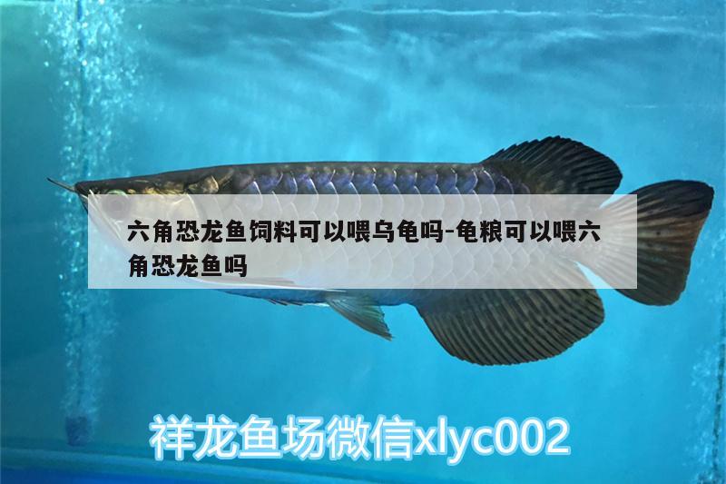 六角恐龍魚飼料可以喂烏龜嗎:龜糧可以喂六角恐龍魚嗎