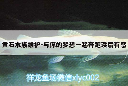 黃石水族維護(hù):與你的夢(mèng)想一起奔跑讀后有感 虎魚(yú)魚(yú)苗