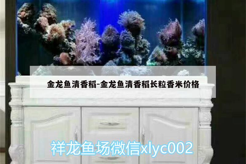 金龍魚清香稻:金龍魚清香稻長粒香米價格 帝王三間魚