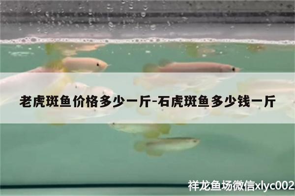 老虎斑魚價(jià)格多少一斤:石虎斑魚多少錢一斤 黃鰭鯧魚