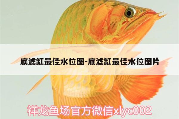 底濾缸最佳水位圖:底濾缸最佳水位圖片 高背金龍魚 第2張