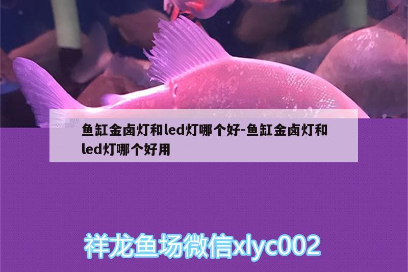 魚(yú)缸金鹵燈和led燈哪個(gè)好:魚(yú)缸金鹵燈和led燈哪個(gè)好用 短身紅龍魚(yú)