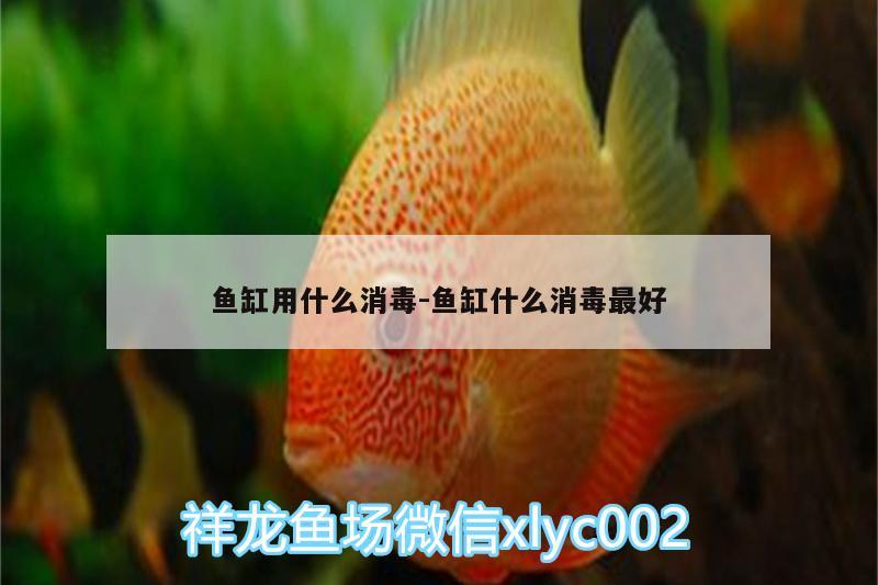 魚缸用什么消毒:魚缸什么消毒最好