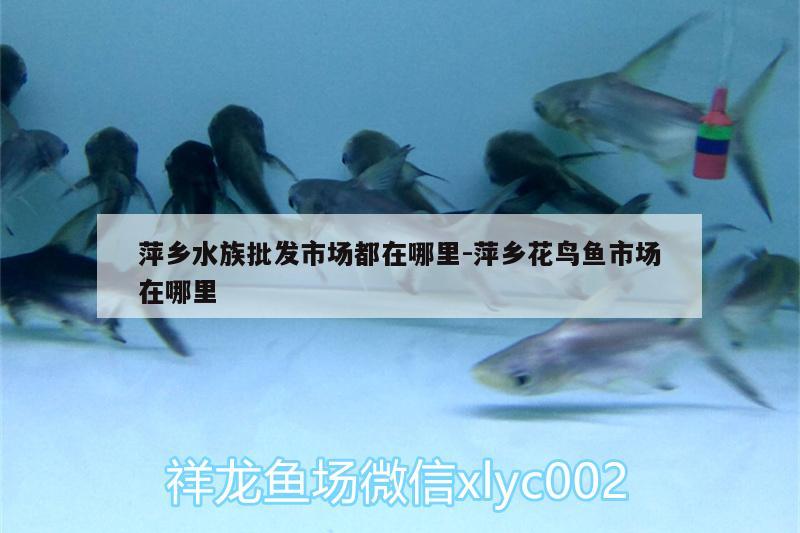 萍鄉(xiāng)水族批發(fā)市場都在哪里:萍鄉(xiāng)花鳥魚市場在哪里 觀賞魚水族批發(fā)市場