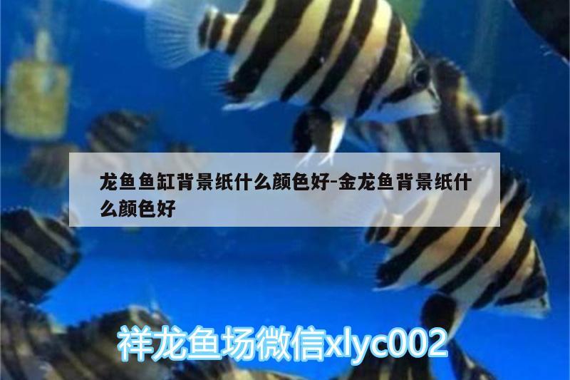 龍魚(yú)魚(yú)缸背景紙什么顏色好:金龍魚(yú)背景紙什么顏色好 野彩魚(yú)