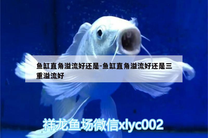 魚缸直角溢流好還是:魚缸直角溢流好還是三重溢流好 白子黑帝王魟魚